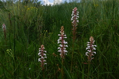 Satyrium hallackii