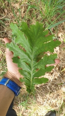 Quercus frainetto