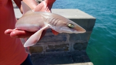 Mustelus mustelus