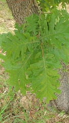 Quercus frainetto