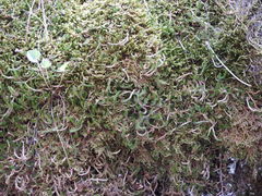 Selaginella underwoodii