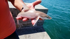 Mustelus mustelus