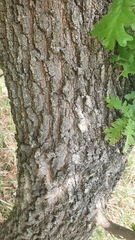 Quercus frainetto