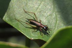 Cranistus colliurides