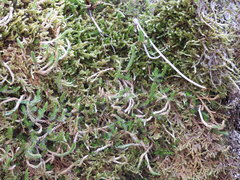 Selaginella underwoodii