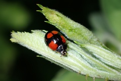 Adalia bipunctata