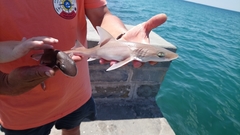 Mustelus mustelus