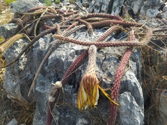 Selenicereus nelsonii