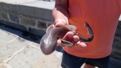 Mustelus mustelus