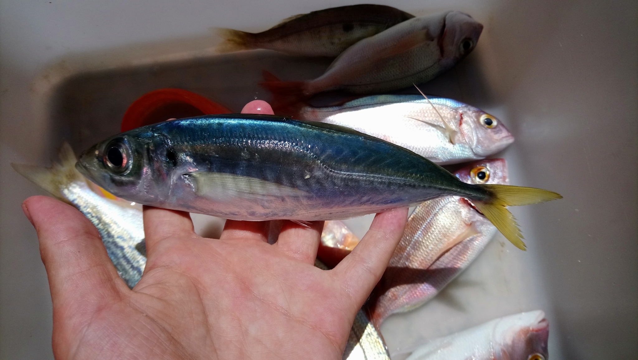 a. Mediterranean horse mackerel trotline.