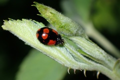 Adalia bipunctata