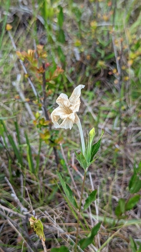 Ruellia noctiflora image