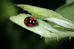 Adalia bipunctata