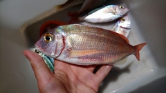 Pagellus erythrinus
