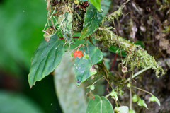 Gobenia