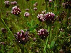 Trifolium variegatum