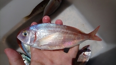 Pagellus erythrinus