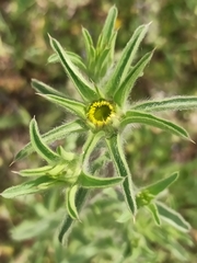 Pallenis spinosa
