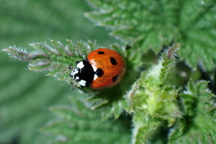 Coccinella septempunctata