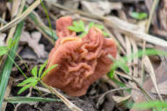 Gyromitra fastigiata
