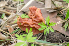 Gyromitra fastigiata
