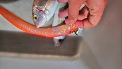 Cepola macrophthalma