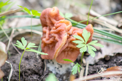Gyromitra fastigiata