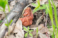 Gyromitra fastigiata
