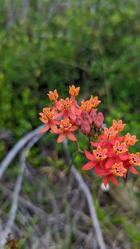 Asclepias lanceolata image