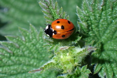Coccinella septempunctata