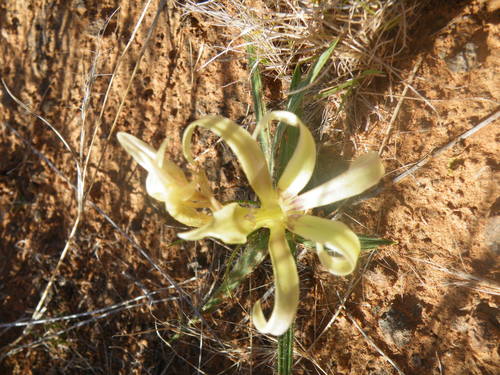 Image of Babiana hypogaea by (c) Antoinette Eyssell Knox, some rights reserved (CC BY-SA)