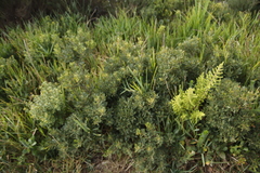 Morella quercifolia