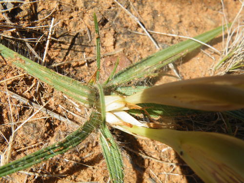 Image of Babiana hypogaea by (c) Antoinette Eyssell Knox, some rights reserved (CC BY-SA)