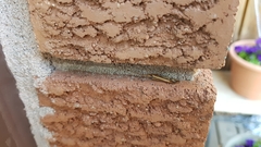 Limnephilus ornatus