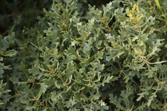 Morella quercifolia