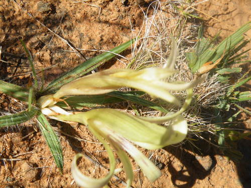 Image of Babiana hypogaea by (c) Antoinette Eyssell Knox, some rights reserved (CC BY-SA)