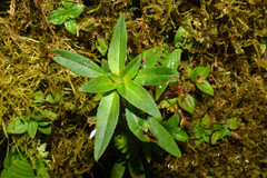 Sauvagesia erecta