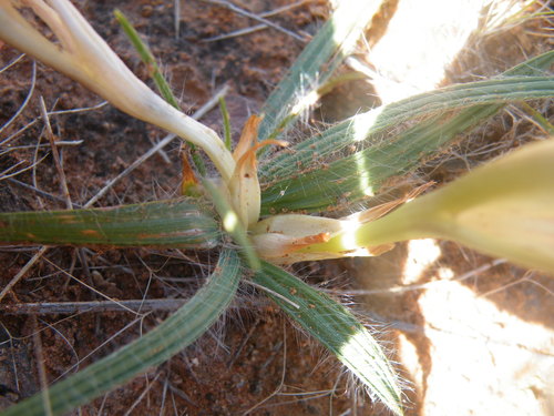 Image of Babiana hypogaea by (c) Antoinette Eyssell Knox, some rights reserved (CC BY-SA)