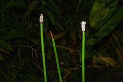 Eleocharis elegans