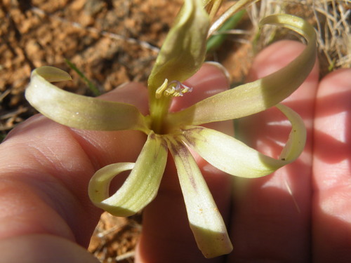 Image of Babiana hypogaea by (c) Antoinette Eyssell Knox, some rights reserved (CC BY-SA)
