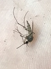 Aedes trivittatus