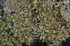Cladonia strepsilis