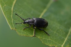 Peritelus
