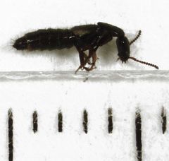 Phacophallus parumpunctatus