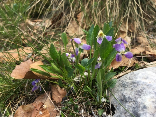 Viola chelmea