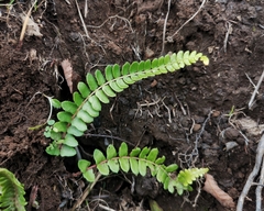 Blechnum microphyllum
