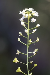 Capsella grandiflora