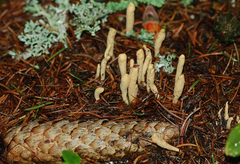 Clavaria argillacea