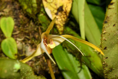 Maxillaria bradei