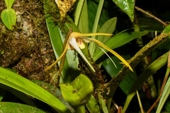 Maxillaria bradei